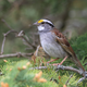 A white-throated sparrow.